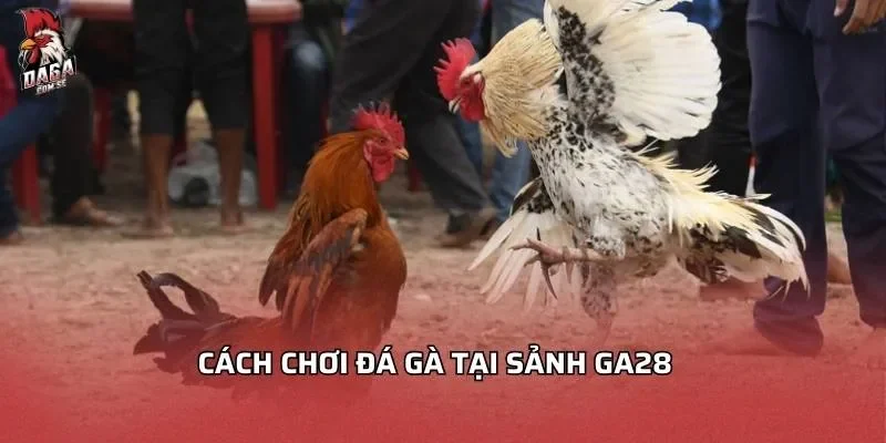 cach-choi-da-ga-tai-sanh-ga28