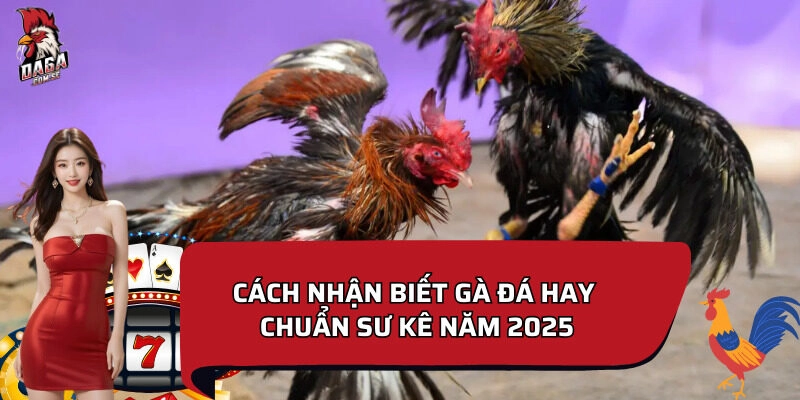 Cách nhận biết gà đá hay giúp chọn gà thắng độ cao