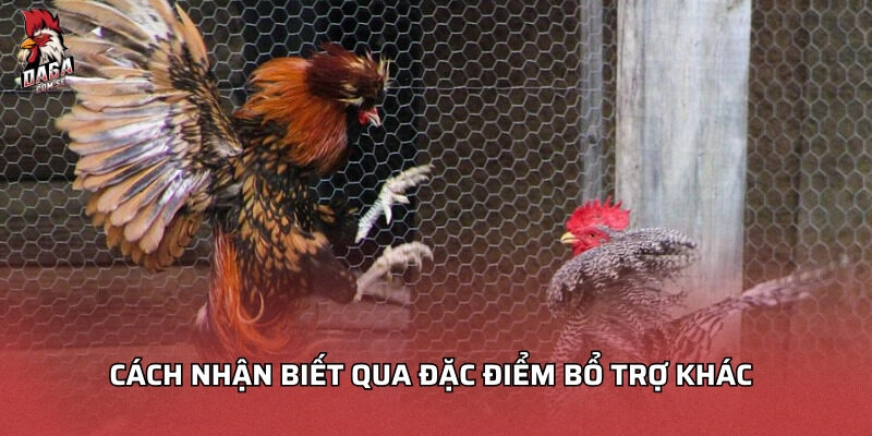 Cách nhận biết qua đặc điểm bổ trợ khác