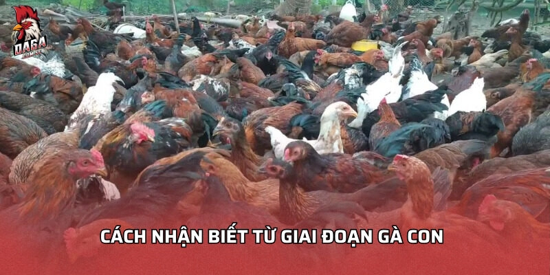 Cách nhận biết từ giai đoạn gà con