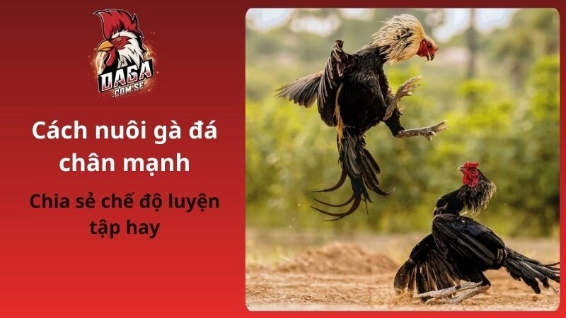 Cách nuôi gà đá chân mạnh từ dinh dưỡng tới luyện tập