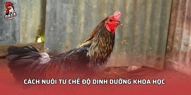 Cách nuôi từ chế độ dinh dưỡng khoa học
