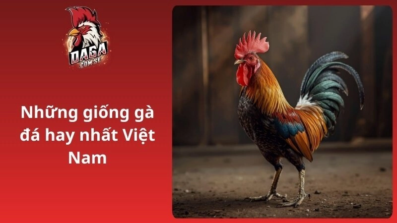 Cách vô nghệ cho gà đá giúp da dày, đỏ và bền đòn