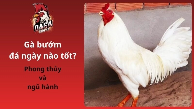 Gà bướm đá ngày nào tốt theo phong thủy và ngũ hành