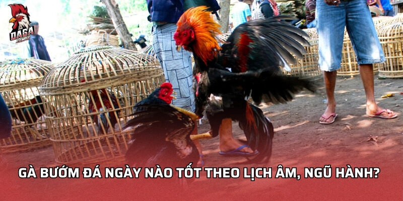 Gà bướm đá ngày nào tốt theo lịch âm, ngũ hành?