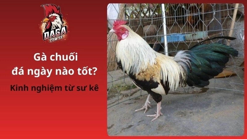 Kinh nghiệm xem gà chuối đá ngày nào tốt trước khi ra trường