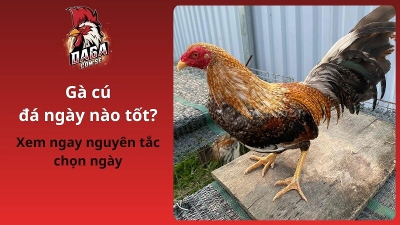Gà cú đá ngày nào tốt theo màu lông và mệnh gà