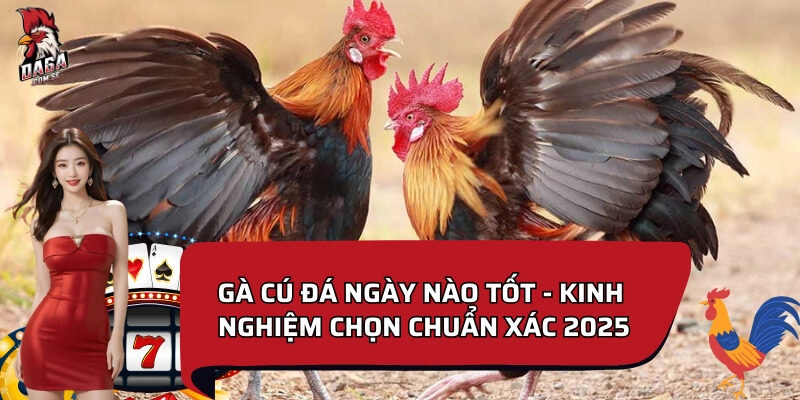 Gà cú đá ngày nào tốt theo màu lông và mệnh gà