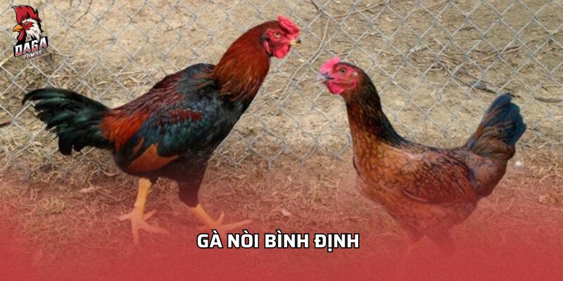 Gà nòi Bình Định