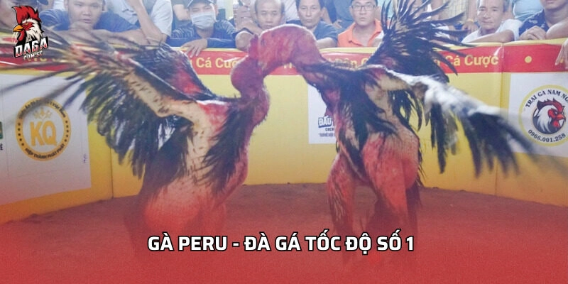 Gà Peru