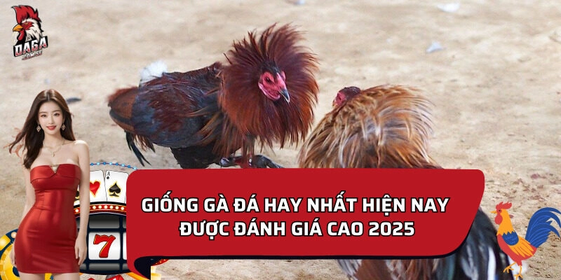 5 giống gà đá hay nhất hiện nay tại Việt Nam